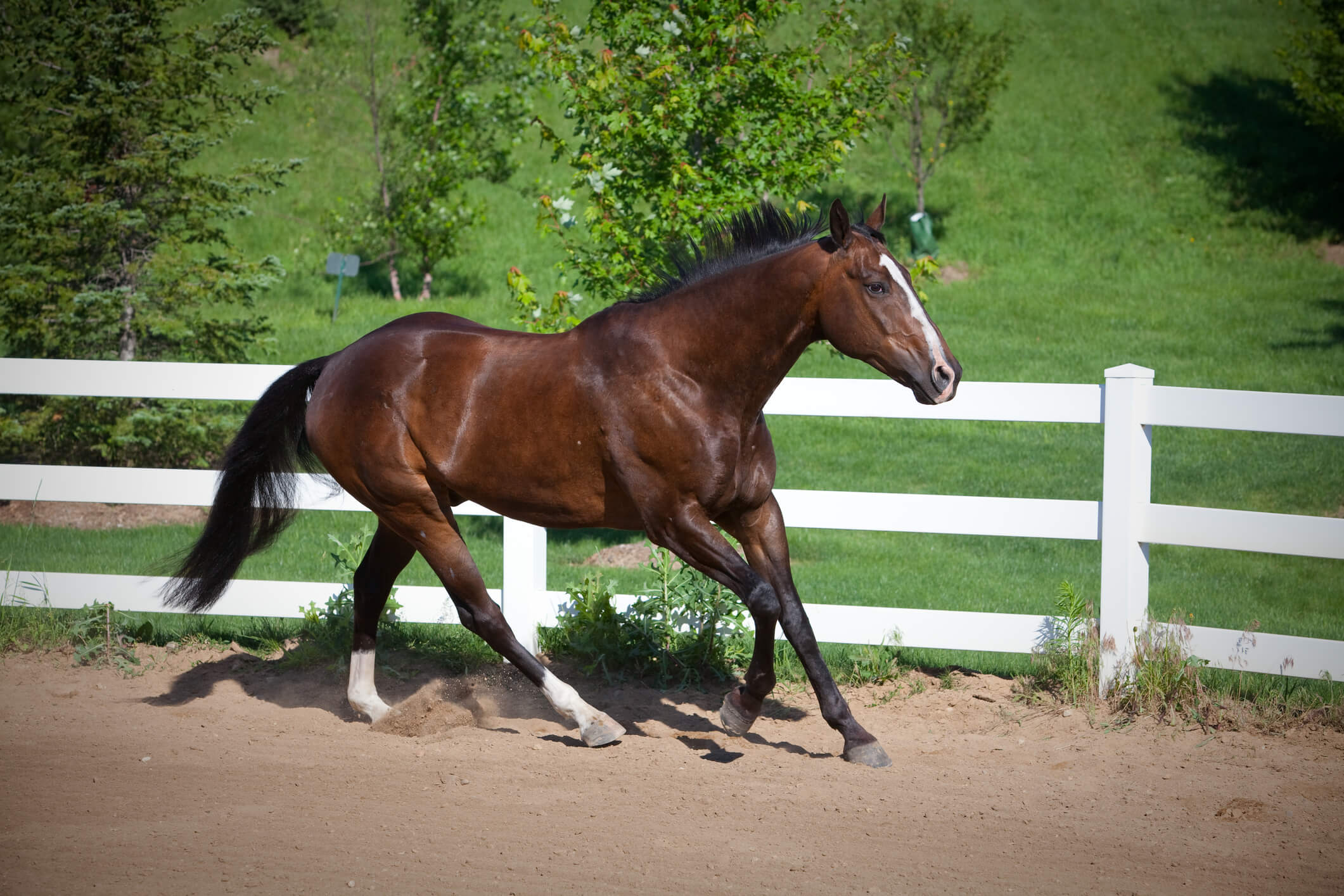 Bay horse cantering in white fenced sand arena